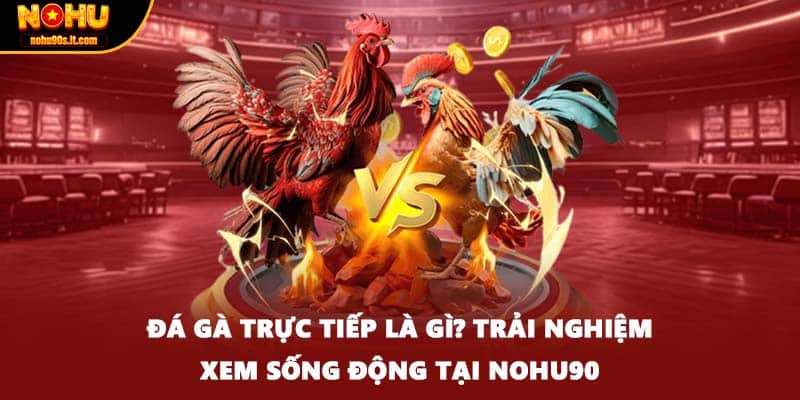 Đá Gà Trực Tiếp Là Gì? Trải Nghiệm Xem Sống Động Tại Nohu90