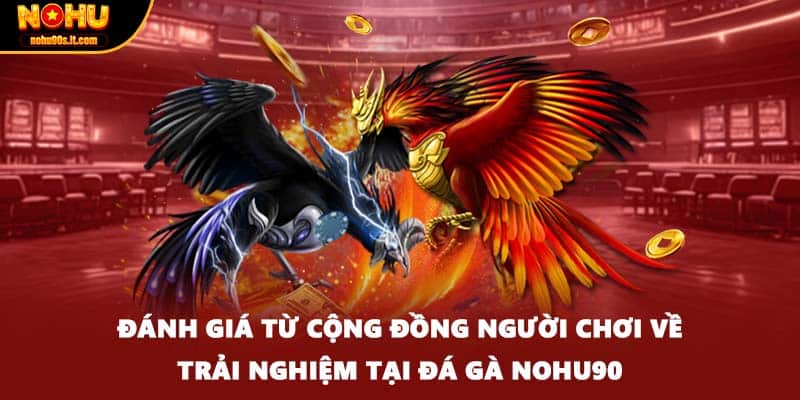 Đánh giá từ cộng đồng người chơi về trải nghiệm tại đá gà Nohu90