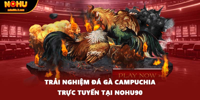 Trải nghiệm đá gà Campuchia trực tuyến tại Nohu90